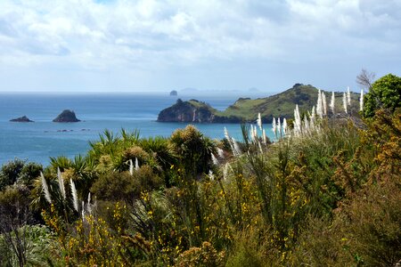 North island reed sea