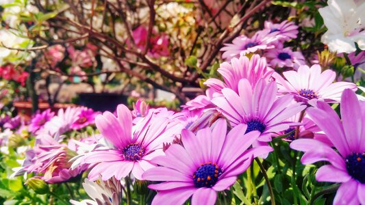 Outdoor bright daisy photo