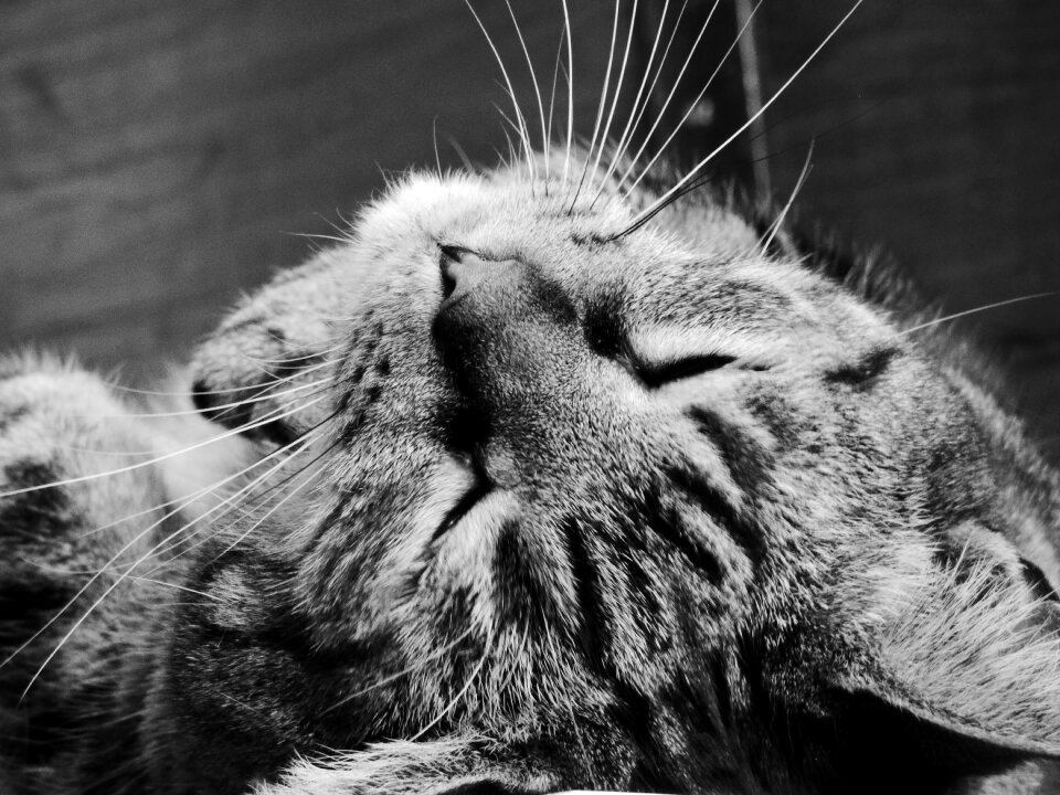 Feline black and white sleep