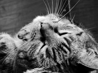 Feline black and white sleep