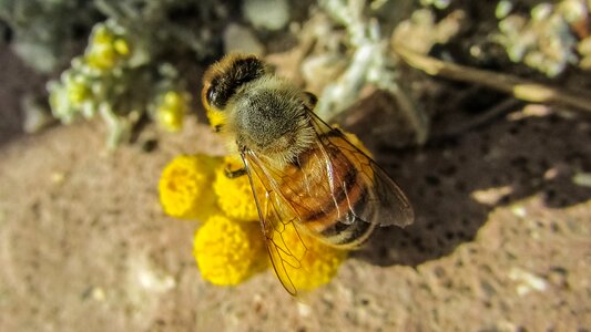 Animal macro busy