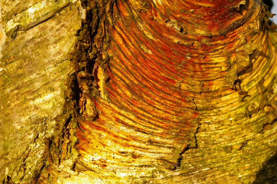 Log wood structure