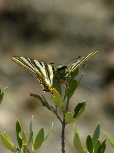 Machaon butterfly queen butterfly