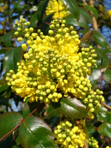 Grow plant nature