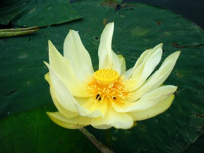 Flower water