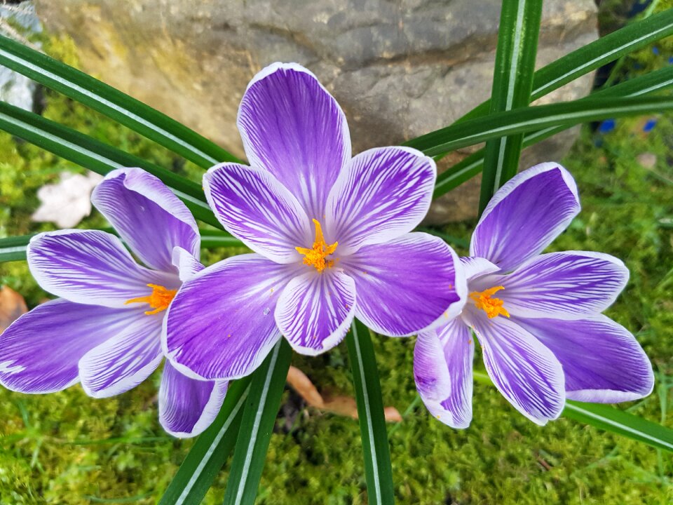 White green spring