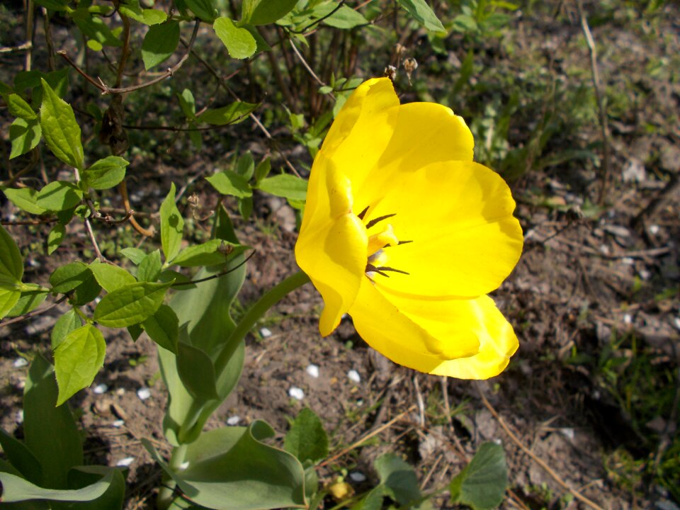 Dacha flowers yellow tulip