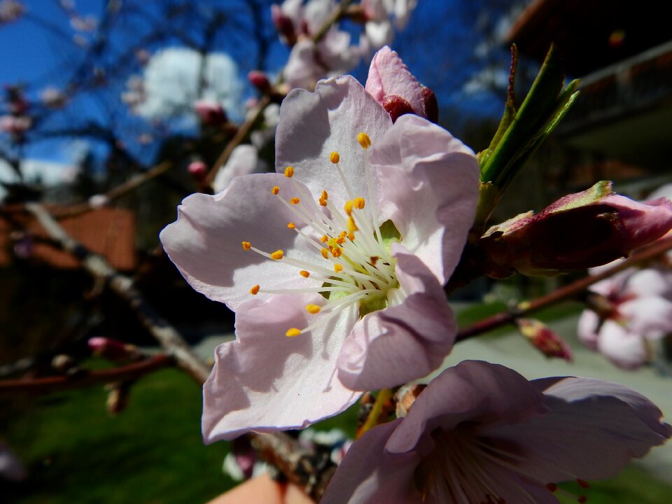 Almond blossom macro spring