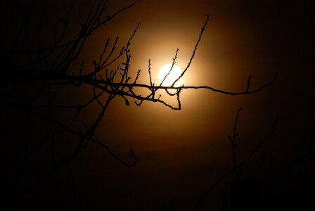 Moon dark tree photo