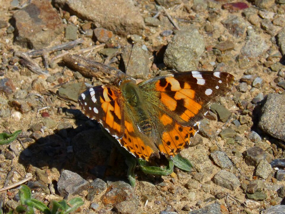 Vanesa from thistles butterfly detail
