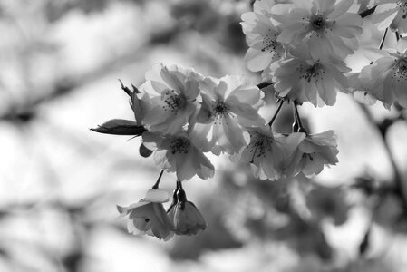 Pink cherry blossom nature