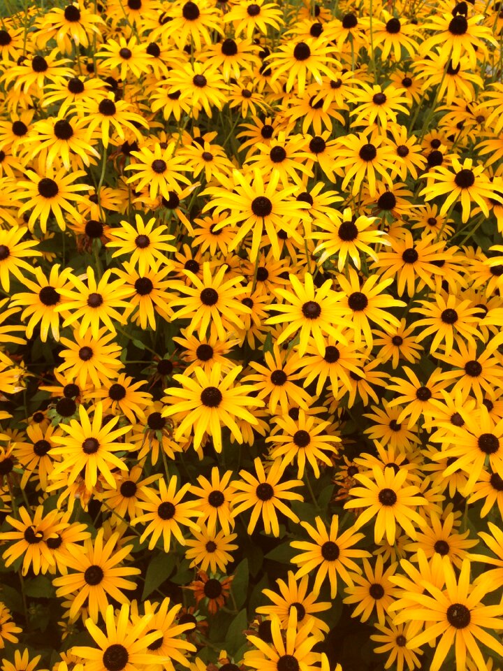 Flower flowers bright