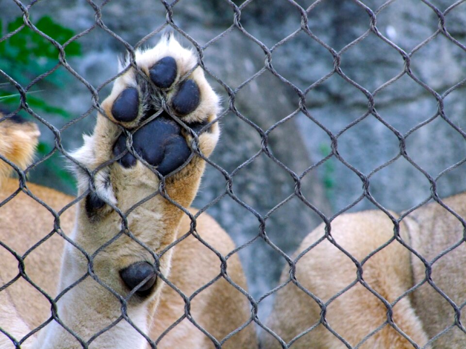 Captivity nature animals