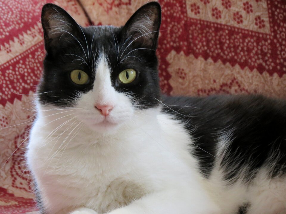 Pet feline pets