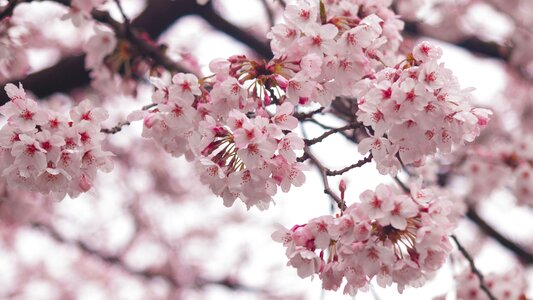 Pink spring beautiful port