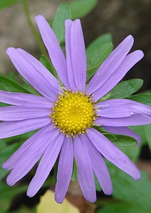 Plant flowers purple photo