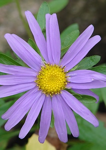 Plant flowers purple