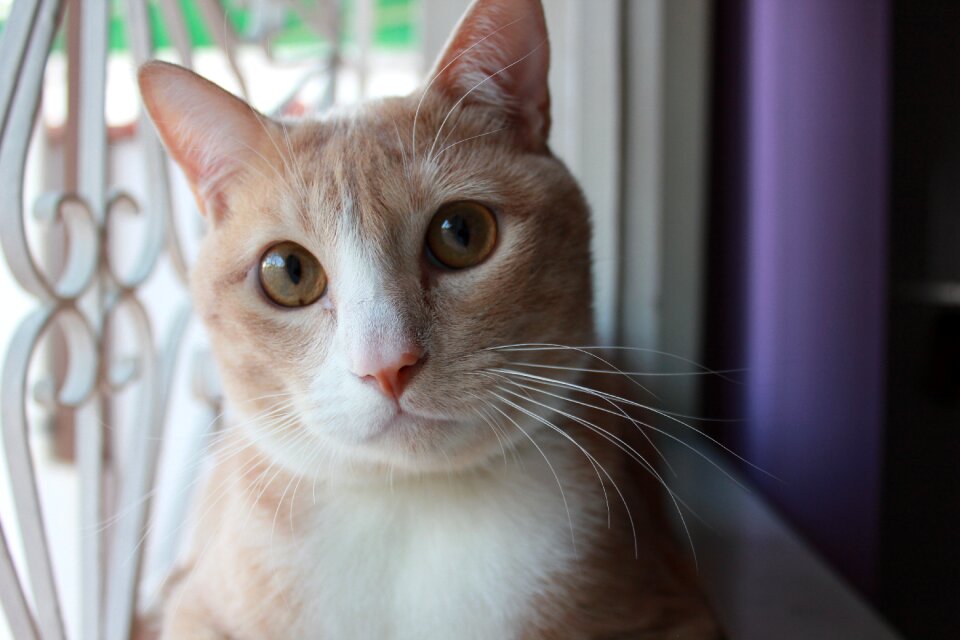 Cat window whiskers