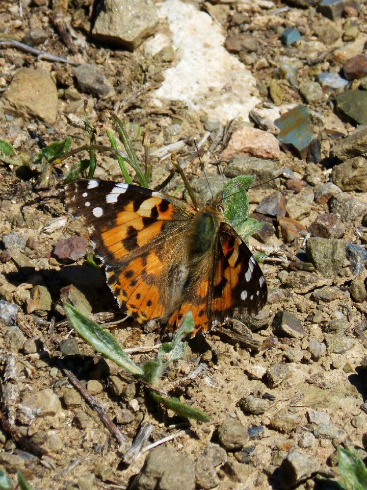 Vanesa from thistles butterfly detail