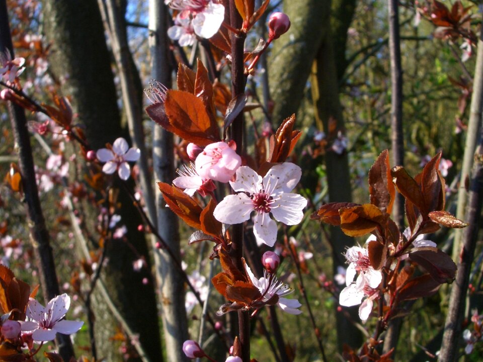 Bloom spring pink