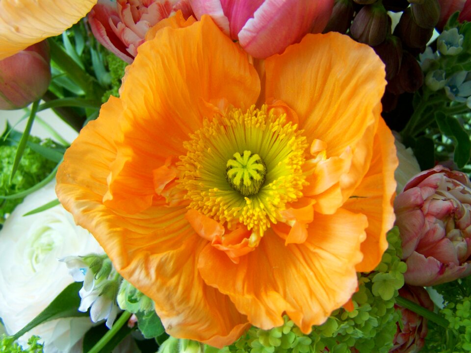 Bunch of flowers orange flower cut flower