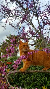 Nature cats love tree
