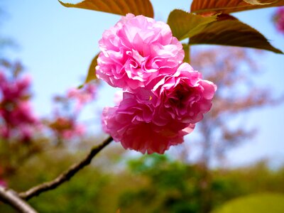 Spring cherry blossom girl photo