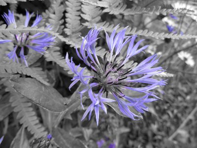 Knapweed flower blueberry photo