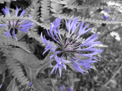 Knapweed flower blueberry