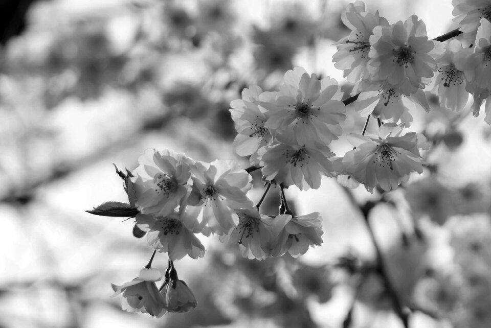 Pink cherry blossom nature