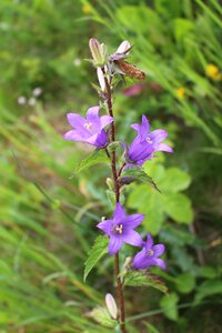 Bellflower herbs alpine flowers