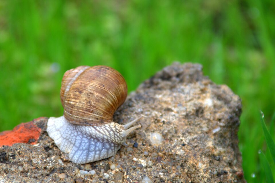 Seashell nature leaf