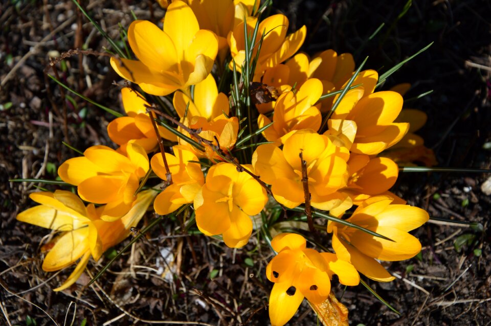 Flowers yellow spring