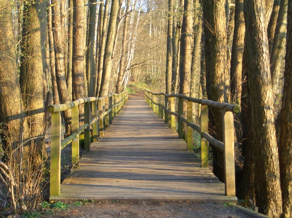 Tree trunks bridge boardwalk photo