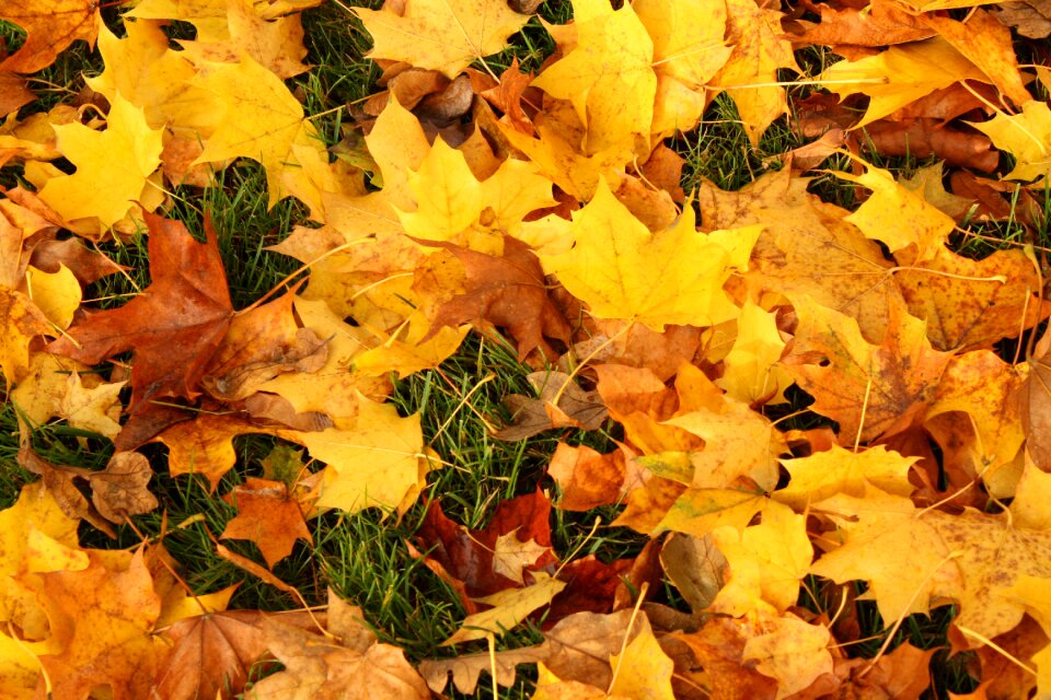 Nature leaves orange