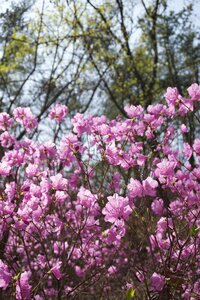 Nature korea flower tree