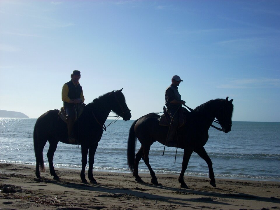Horses beach sea
