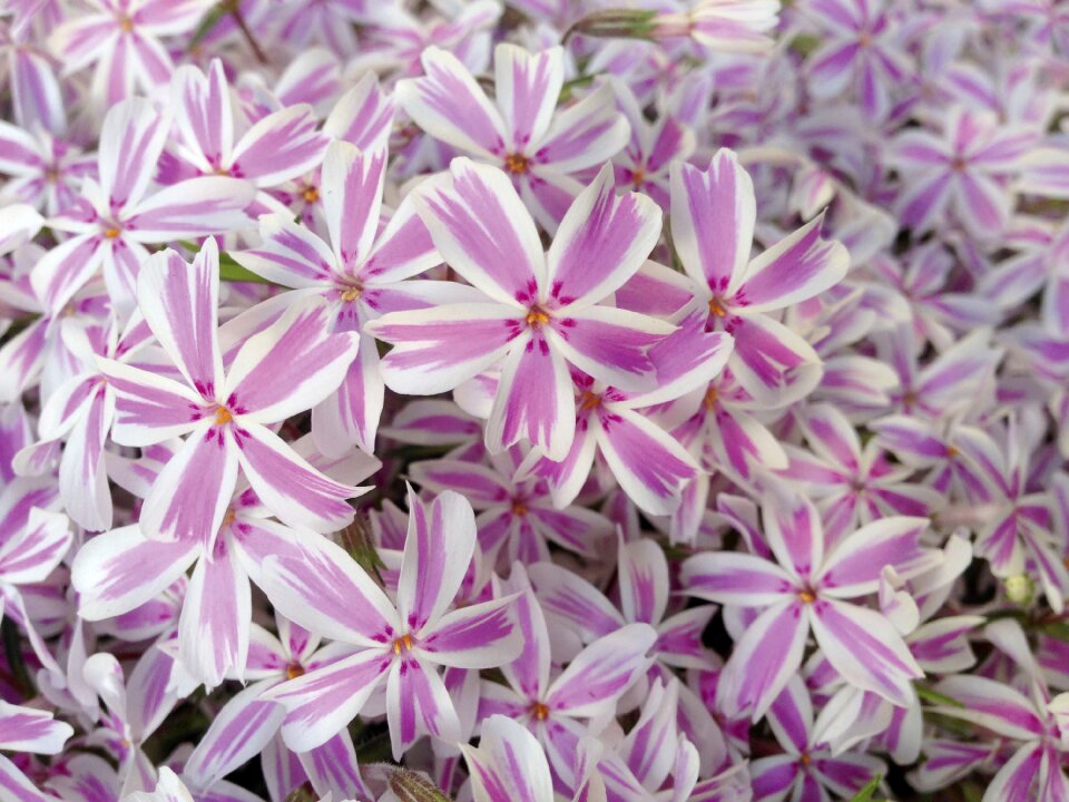 Striped plant flowers