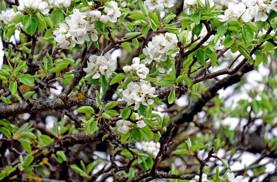 White bloom spring