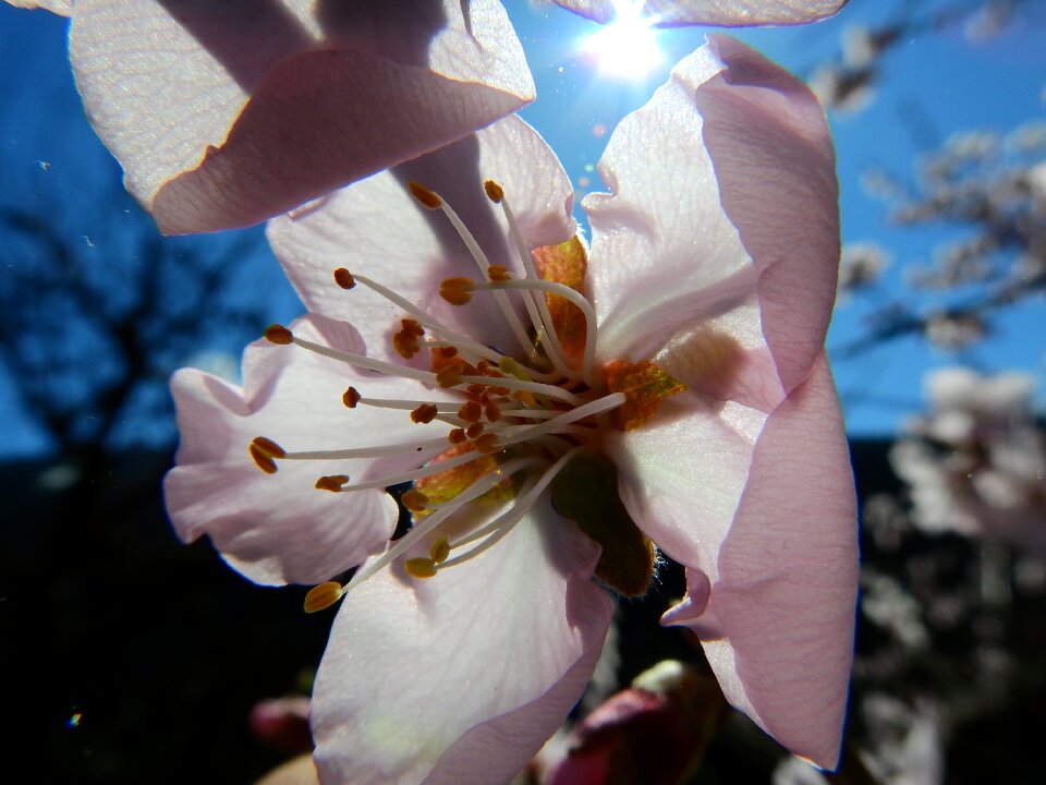 Almond blossom macro spring