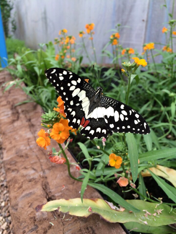 Nature insect