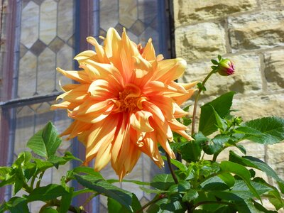 Blossom orange flower photo