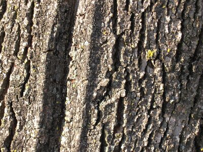 Nature wood wood bark
