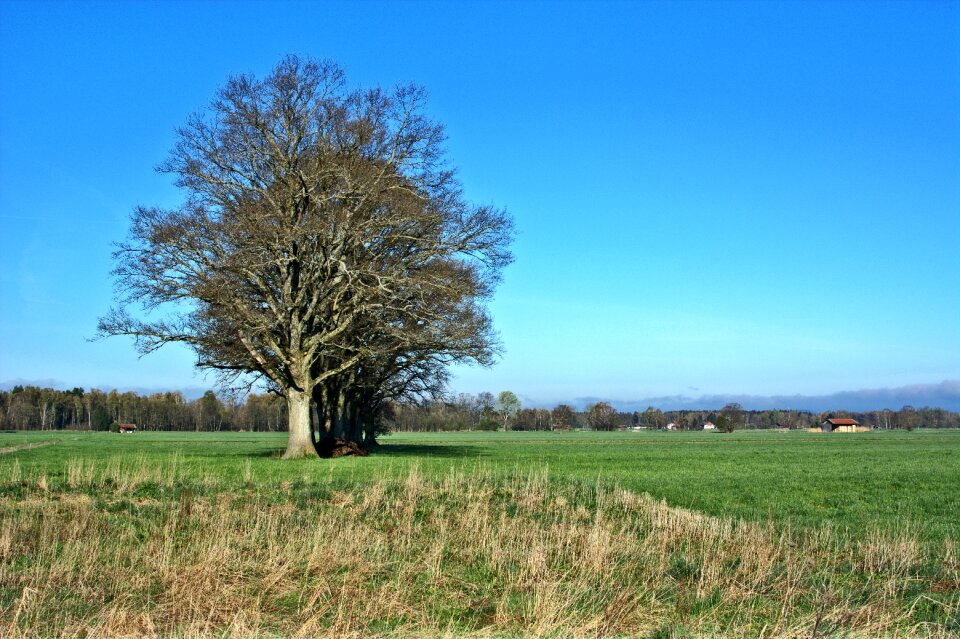 Mood grove of trees romance photo