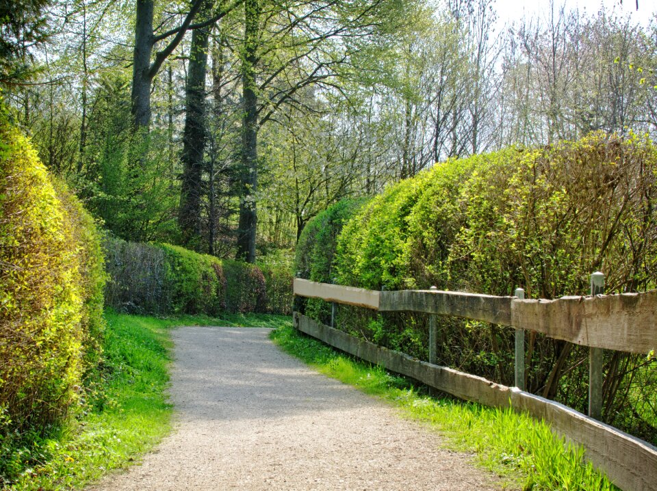 Nature forest avenue