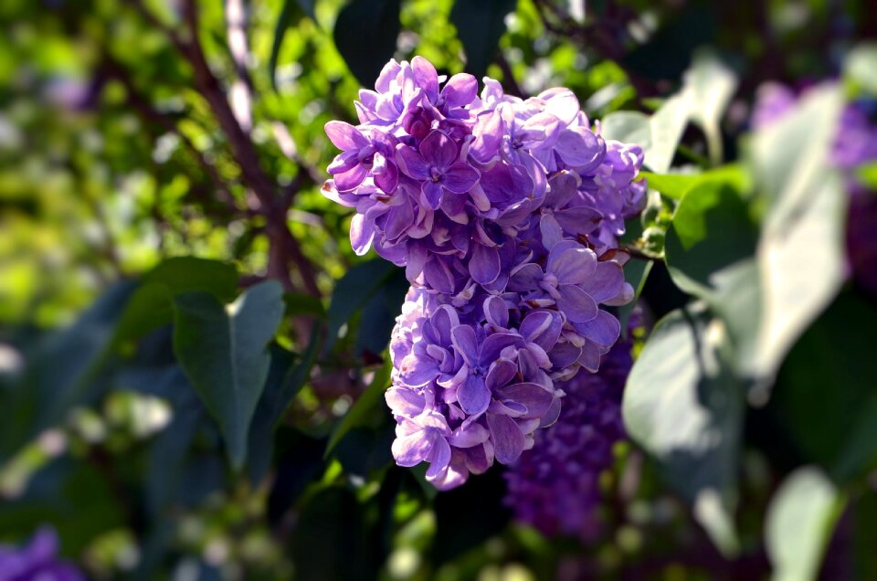 Purple flowers lilac spring