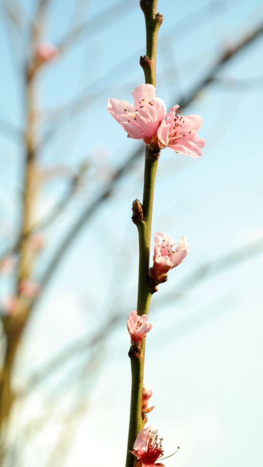 Pink peach tree nature