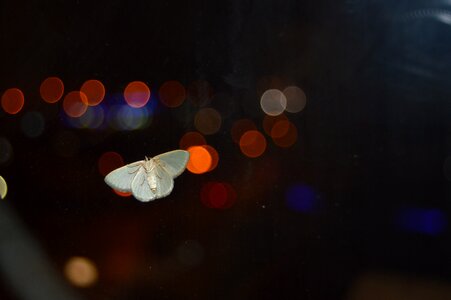 Bouquet lights black butterfly