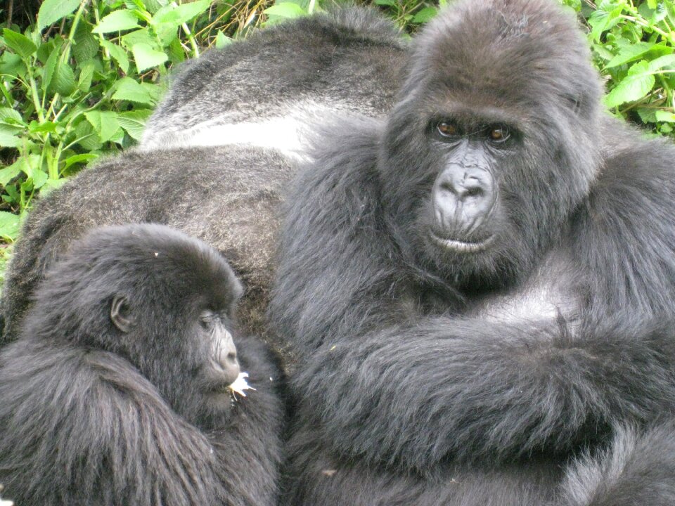 Gorilla endangered