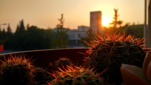 Sunshine sunset cactus